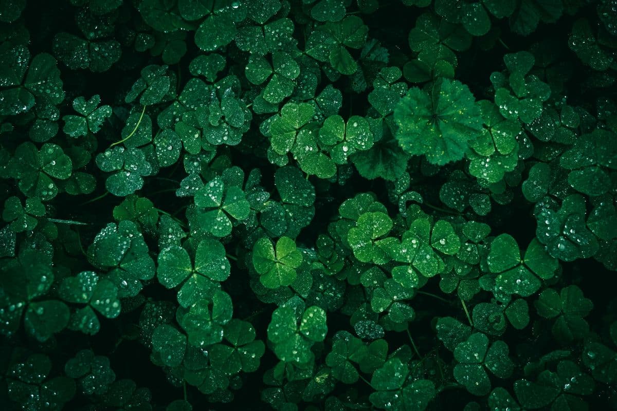 Four Leaf Clover Meaning, Rarity & How to Find One in 2026