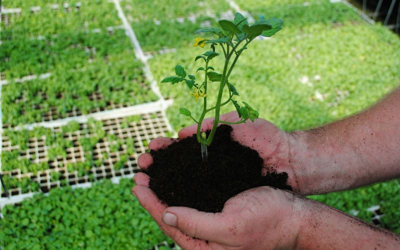 does-lowes-take-ebt-plants-and-garden-supplies
