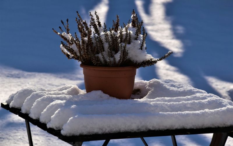 how-to-keep-plants-alive-1