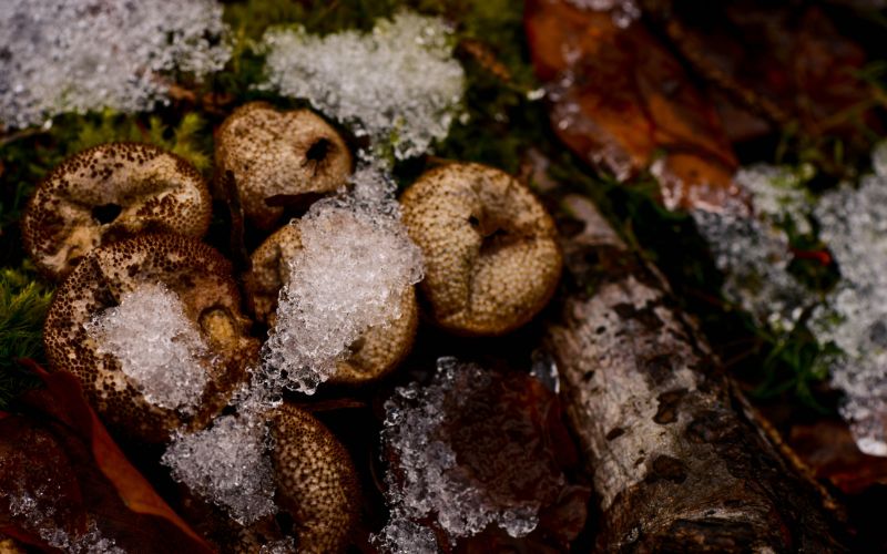 can-you-freeze-mushrooms-the-reason-why