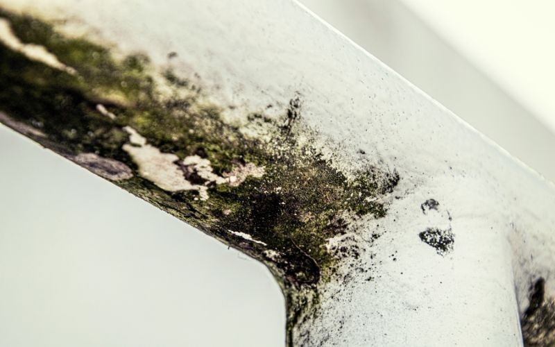 does-vinegar-kill-mold-how-long