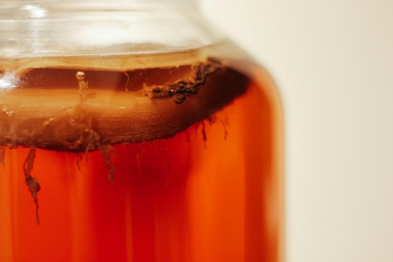 brew-kombucha-scoby