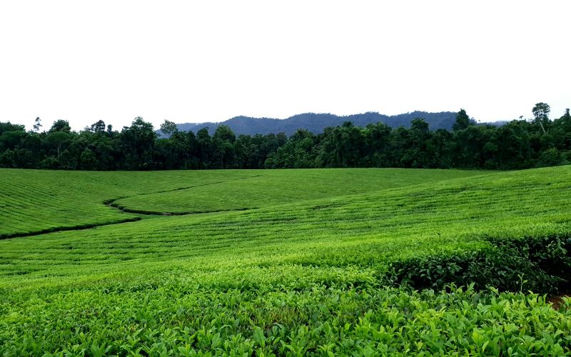 what-is-matcha-made-of-camellia-sinensis-plant